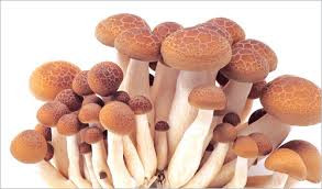 Đậu hũ rửa sạch, xắt miếng vừa ăn, chiên vàng trong chảo dầu, vớt ra để ráo mỡ. Phi ít đầu hành cho thơm, để cà chua thái nhỏ vào xào cho đến khi chín mềm, thêm chút nước để làm sốt, nêm nước mắm, hạt nêm vừa ăn. Ảnh: namtuoi.biz.