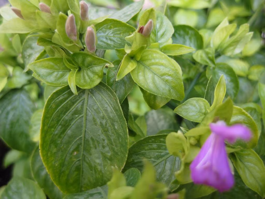 1. Xôi khúc lá cẩm. Nguyên liệu: Gạo nếp, bột nếp, thịt heo xay ướp, đậu xanh, lá cẩm, muối mè, chà bông, hành phi. Lá cẩm rửa sạch, cho chút nước vào luộc chín cho ra màu, cho ít nước thôi để màu đậm đẹp. Vắt bỏ lá giữ lại nước. Ảnh: lacam.top.vn.