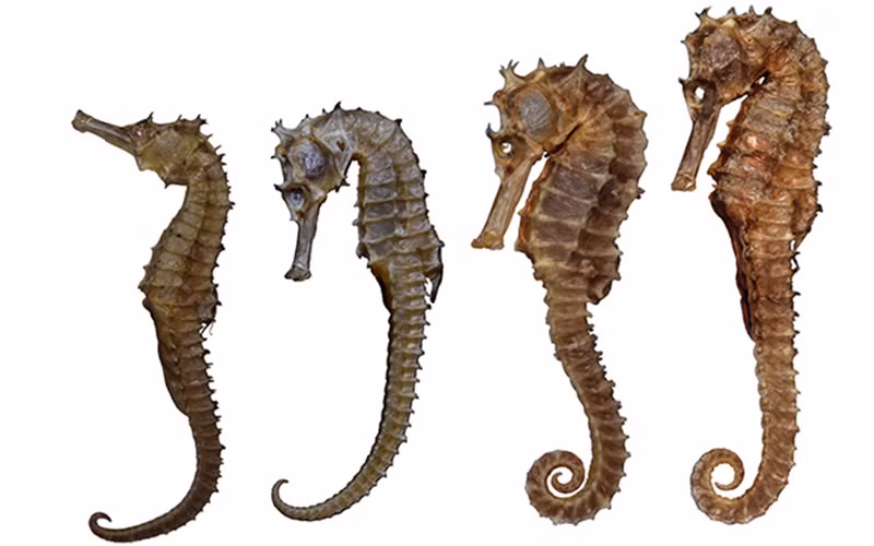 4. Cháo cá ngựa. Cá ngựa. Chất DHA trong cá ngựa không chỉ giúp sản sinh ra lượng tinh trùng có sức đề kháng cao mà còn hỗ trợ nâng cao hệ miễn dịch, bồi bổ sức khỏe, cho cơ thể dẻo dai hơn, giúp phụ nữ tăng nhanh khả năng ham muốn, hỗ trợ cung cấp dưỡng chất cho người sinh con muộn. Ảnh: simson.vn.