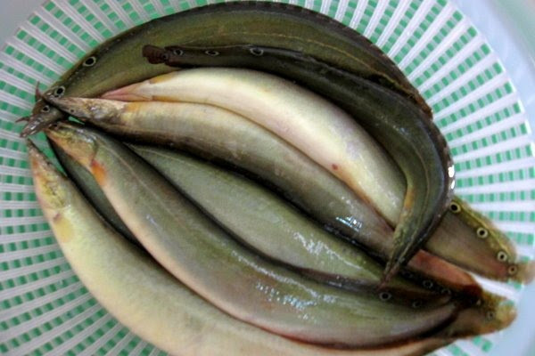3. Cá chạch nấu rượu. Loại thực phẩm này tuy không phải là sơn hào hải vị, nhưng lại có giá trị dinh dưỡng cao, bởi vậy mà còn được gọi là “nhân sâm nước”. Đó chính là cá chạch. Ảnh: Chuyenkhoanamhoc.com.