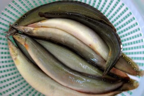 3. Cá chạch nấu rượu. Loại thực phẩm này tuy không phải là sơn hào hải vị, nhưng lại có giá trị dinh dưỡng cao, bởi vậy mà còn được gọi là “nhân sâm nước”. Đó chính là cá chạch. Ảnh: Chuyenkhoanamhoc.com.