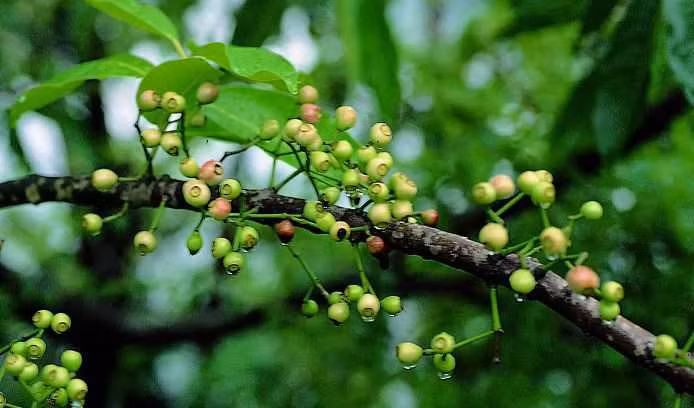 Hoặc nụ vối 10 – 15g, sắc lấy nước đặc uống 3 lần trong ngày. Ảnh: caythuoc.org.