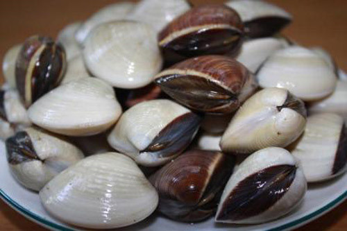 2. Ngao xào húng quế. Nguyên liệu: Ngao, húng quế, dầu ăn, nước mắm, đường, ớt, tỏi. Đặt chảo lên bếp, đun nóng dầu ăn, cho tỏi và ớt vào phi thơm. Tiếp đến cho ngao vào xào, nước từ con ngao sẽ bắt đầu chảy ra. Đảo đến khi ngao mở miệng hết. Ảnh: kienthuc.net.vn.