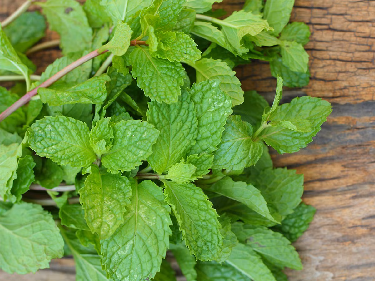 3. Lá bạc hà: Nếu muốn nhanh chóng tạm biệt đôi mắt sưng húp và đen như gấu trúc, bạn hãy nghiền nát vài lá bạc hà và thoa chúng lên phần bọng mắt. Phương pháp này chỉ mất 5 phút, và rất thích hợp cho những cô nàng bận rộn hay lười dậy sớm. Ảnh: vi.Pngtree.com.