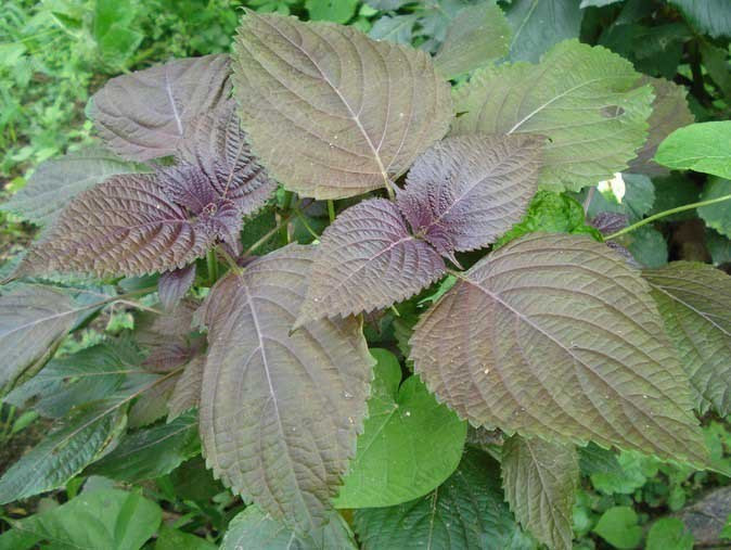 2. Cách chữa viêm phế quản bằng lá tía tô: Tía tô có công dụng chữa cảm mạo, trị ho rất tốt lại an toàn khi dành cho trẻ. Ảnh: baomoi.com.