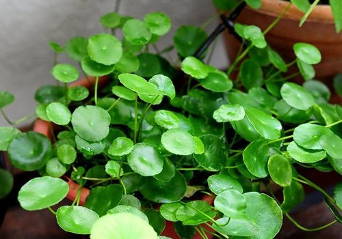 3. Rau má đất. Rau má có chứa hóa chất được gọi là triterpenoidscó công dụng tăng tốc độ chữa lành vết thương, tăng cường chất chống oxy hóa tại vị trí vết thương, tăng cường da và tăng cung cấp máu cho khu vực bị thương.