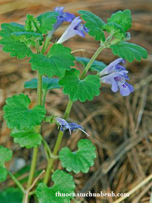 2. Rau má lông. Rau má lông là một cây thân thảo, có vị cay, hơi đắng, tính hàn; có tác dụng lợi niệu thông lâm, thanh nhiệt giải độc, tán ứ tiêu thũng. Còn có thể khư phong trừ thấp, hoạt huyết tán hàn. Ảnh: thuocnamchuabenh.com.