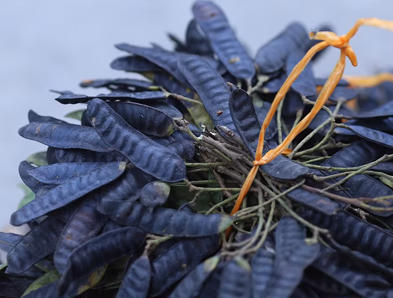 2. Dầu gội bồ kết. Chất saponin có trong bồ kết có tác dụng dưỡng tóc mịn màng, hơn nữa còn có tác dụng trị nấm da đầu, trị gàu hiệu quả. Ảnh: boket.vn.