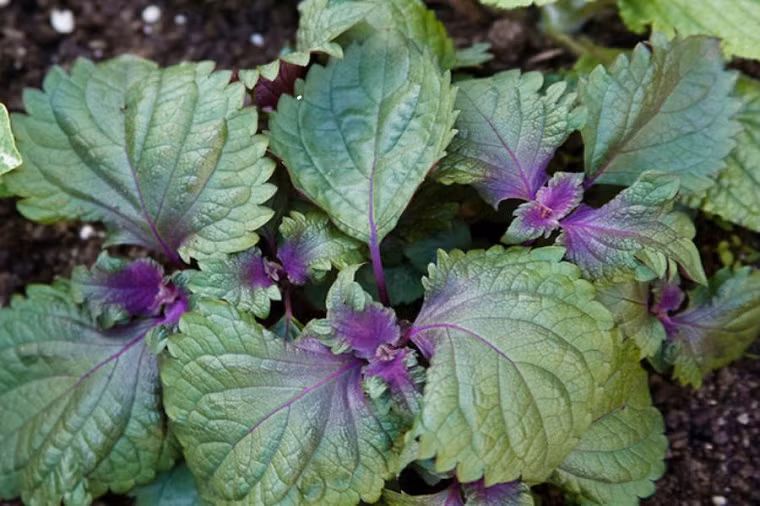 5. Tía tô: Tía tô giúp chống muỗi đốt cực hiệu quả. Bạn chỉ cần lấy lá tía tô và chà xát trực tiếp trên da. Vết muỗi đốt sẽ giảm đi ngay tức khắc. Ảnh: hatgiongf1.com.