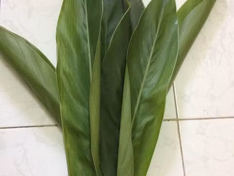 Bài thuốc từ lá riềng: Mẹ lấy một nắm lá riềng, cọ sạch phần lông trên mặt lá rồi cho vào nồi đun lấy nước cho bé tắm. Lá giềng rất lành và có tác dụng nhanh chóng trong việc chữa mụn kê ở trẻ nhỏ. Ảnh: cookpad.com.