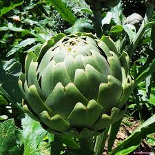 3. Actiso: Atiso được xem là thần dược của bệnh gan vì nó có tác dụng làm sạch các độc tố trong gan, làm mát gan giúp da dẻ mịn màng và hết mụn. Ảnh: hatgionghoa.vn.