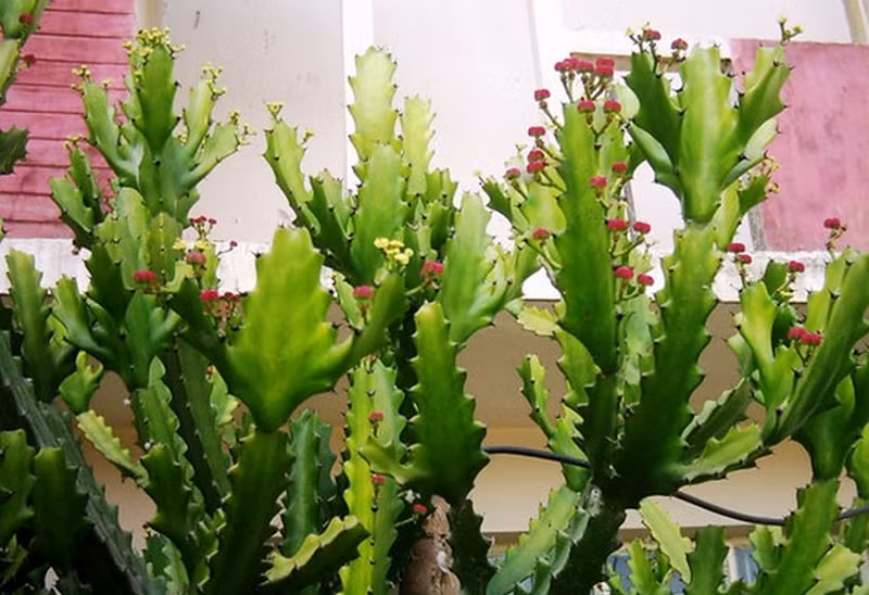 5. Cây xương rồng. Chuẩn bị: Một con cá lóc khoảng 200 – 250 gram Đọt non của xương rồng ba chia. Dùng kéo tỉa bỏ hết gai của xương rồng, rửa sạch, sau đó bào thành lát mỏng. Ảnh: dkn.tv.