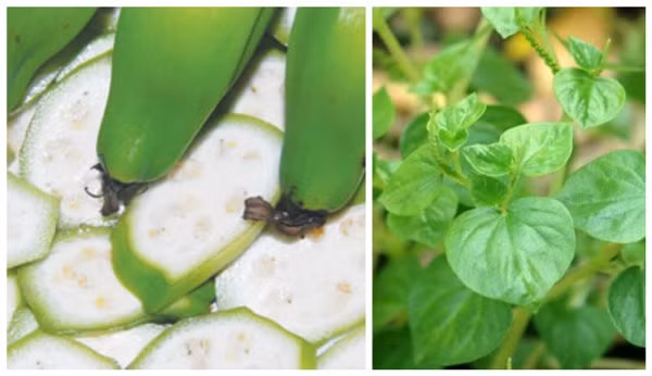 Cách trị đồi mồi bằng rau càng cua. Cách 1: Chuẩn bị chuối chát, rau càng cua. Giã nát các nguyên liệu, sau đó trộn chung đắp lên chỗ bị đồi mồi 2 lần/ngày, liên tục trong 15-20 ngày. Để mang lại hiệu quả cao hơn, nên uống thêm rau dấp cá theo công thức 100 gr rau dấp cá giã nát + 100ml nước chín để nguội + 1 muỗng canh mật ong vào buổi sáng sau khi ăn trong thời gian đắp thuốc. Ảnh: mevacon.com.vn.