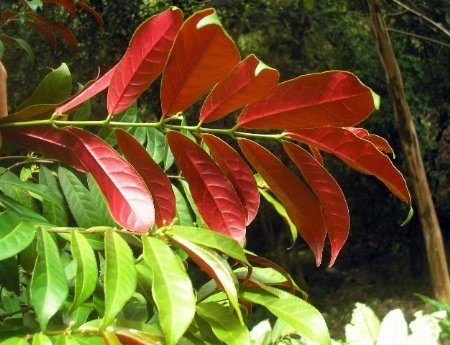 Theo các nghiên cứu hiện đại đơn lá đỏ có chứa các thành phần hóa học như anthranoid, saponin, flavonoid, coumarin rất thích hợp để trị các bệnh ngoài da như dị ứng, mẩn ngứa, mụn nhọt, tiêu chảy, kiết lị, đại tiện ra máu. Với 4 bài thuốc sau, bạn hãy tìm một bài phù hợp nhé… Ảnh: annhienduong.com.