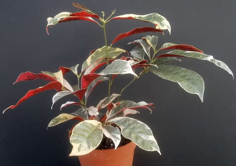 Theo Y học cổ truyền đơn đỏ có tính mát, vị đắng ngọt có tác dụng giảm đau, trừ thấp, khu phong, lợi tiểu, thanh nhiệt, giải độc. Ảnh: khoedep360.com.