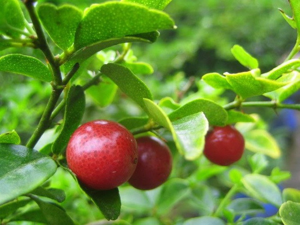 1. Dạ dày lợn, rễ cây kim quất. Mỗi lần dùng 30g rễ cây kim quất, 100-150g dạ dày lợn thái nhỏ. Cũng cho vào 4 bát nước, ninh cho đến khi còn ½ bát và nêm gia vị vừa ăn. Bài thuốc có công dụng trị bệnh loét dạ dày tá tràng. Ảnh: baomoi.com.