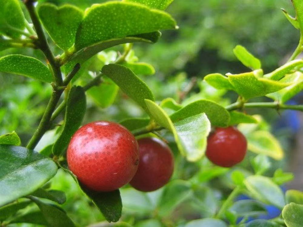 1. Dạ dày lợn, rễ cây kim quất. Mỗi lần dùng 30g rễ cây kim quất, 100-150g dạ dày lợn thái nhỏ. Cũng cho vào 4 bát nước, ninh cho đến khi còn ½ bát và nêm gia vị vừa ăn. Bài thuốc có công dụng trị bệnh loét dạ dày tá tràng. Ảnh: baomoi.com.