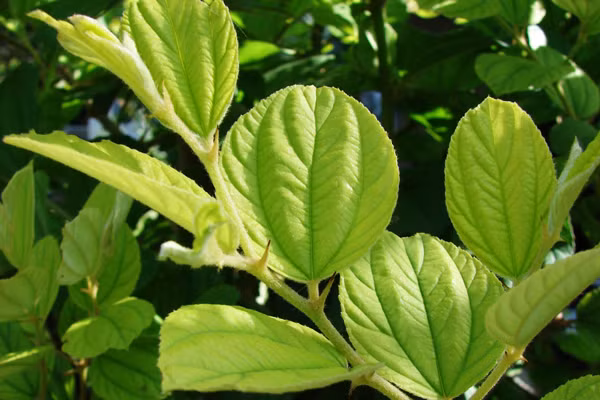 2. Nõn táo ta: Chữa bệnh đường miệng: Lấy nõn táo ta tươi nghiền và đun lấy dịch chiết, thêm chút muối rồi ngậm súc miệng, giúp ngừa viêm họng, làm sạch khí quản, chữa viêm nhiễm hầu họng và chứng rát lưỡi do ăn quá nhiều trái cây chua. Ảnh: adiva.com.vn.