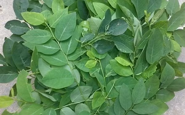 3. Cháo đậu hũ rau ngót. Nguyên liệu: Chuẩn bị: Gạo tẻ 30g, đậu hũ miếng nhỏ, rau ngót 30g. Gạo tẻ nấu chín thành cháo trắng đặc, mịn. Đậu hũ nghiền nát, rau ngót làm sạch, xay nhuyễn hoặc xắt nhỏ. Ảnh: VOV.vn.