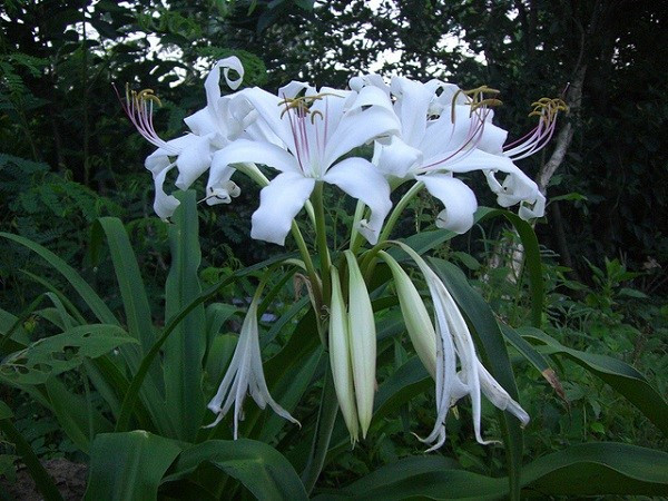 2. Chữa u xơ tuyến vú bằng lá trinh nữ hoàng cung: Trong thành phần của loài cây này có một hợp chất rất quan trọng đó là alcaloids. Các alcaloids bao gồm crinafolon, crinafilidin, lycorine, và b-epoxyambellin có tác dụng lên tế bào limpho-T và có tác dụng kháng khuẩn. Ảnh: pgrvietnam.org.vn.