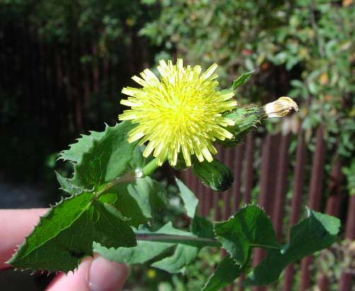 Để chữa u xơ tuyến vú, dùng cành hoặc cả phần thân của cây cúc sữa, khoảng 60-100g tươi. Đem rửa sạch, giã lấy nước, thêm một chút nước nữa rồi đun sôi, thêm một chút rượu trắng, uống 2-3 lần một ngày. Ảnh: anphukhanganchau.vn.