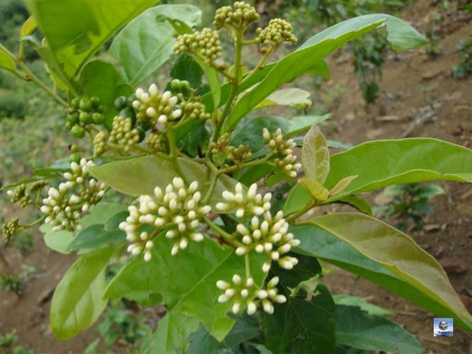 1. Chữa huyết áp cao bằng cây xạ đen. Cây có tác dụng phòng ngừa hỗ trợ điều trị ung thư, ngoài ra xạ đen cũng là một vị thuốc được dân gian sử dụng để điều trị huyết áp cao. Ảnh: giongcaytrong.net.vn.