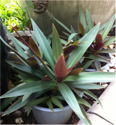 3. Cây lẻ bạn. Cây lẻ bạn là loại cây không phân nhánh, cao khoảng 30-40 cm, lá có hai màu, mặt trên màu lục, mặt dưới có màu tía, hoa có lá đài, có 3 cánh. Ảnh: gocxanh.weebly.com.