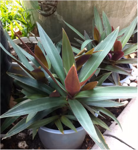 3. Cây lẻ bạn. Cây lẻ bạn là loại cây không phân nhánh, cao khoảng 30-40 cm, lá có hai màu, mặt trên màu lục, mặt dưới có màu tía, hoa có lá đài, có 3 cánh. Ảnh: gocxanh.weebly.com.