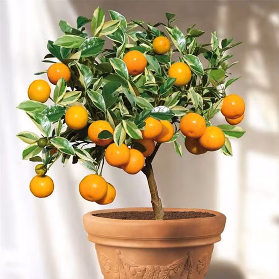 2. Cây quất. Trái quất vị chua ngọt, tính ấm, có tác dụng chữa ho do phong hàn, các bệnh đường tiêu hoá (đầy tức vùng thượng vị, đau dạ dày, nôn mửa, chán ăn), đau bụng hoặc sa dạ con sau sinh... Ảnh: KhoaHoc.tv.