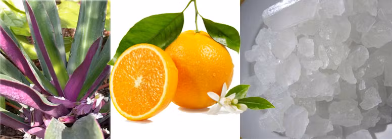 Hoa lẻ bạn có vị ngọt nhạt, tính mát và có tác dụng thanh nhiệt, chữa ho. Cả hoa và lá đều làm vị thuốc ho cho người lớn và đặc biệt là trẻ con. Lấy ba lá hoặc 10 búp bông. Bỏ thêm trái tắc nhỏ, chưng với chút đường phèn hoặc hấp cách thủy khoảng 10-15 phút cho có vị ngọt dịu chữa ho và viêm phế quản cấp hiệu quả. Nấu xong, để nguội, uống mỗi ngày 2-3 lần cho đến khi dứt ho hẳn. Ảnh: caothaoduoc.com.