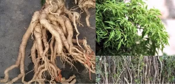 Toàn bộ lá đinh lăng nấu với nước, uống chữa nám, mụn, uống một thời gian da dẻ sẽ láng mịn. Với những người suy nhược, kiệt sức thì loại cây này có thể giúp tái tạo hồng cầu, chống lão hóa. Ảnh: Pokemonviet.info.