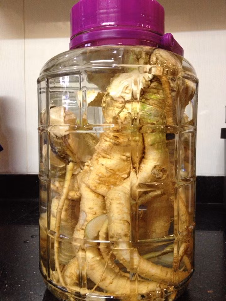 Nhiều người sử dụng rễ cây đinh lăng để ngâm rượu thuốc uống với liều lượng phù hợp để chữa nhức mỏi, đau lưng. Liều lượng dùng là lá tươi 100 gram/ngày, lá khô 10–20 gram/ngày và rễ 12–50 gram/ngày là hợp lý. Ảnh: thuocbongamruou.vn.