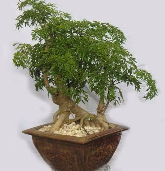 4. Cây đinh lăng. Theo y học cổ truyền, rễ đinh lăng có vị ngọt, hơi đắng, tính mát có tác dụng thông huyết mạch, bồi bổ khí huyết, lá có vị đắng, tính mát có tác dụng giải độc thức ăn, chống dị ứng, chữa ho ra máu, kiết lỵ… Ảnh: Agiadinh.net.