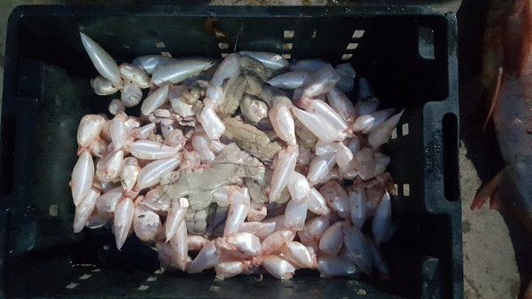 5. Canh tôm nấu bong bóng cá. Nguyên liệu: Tôm thẻ, bong bóng cá, giò sống, trứng, bông cải xanh, cà rốt, hành, muối, hạt nêm, tiêu. Tôm thẻ bỏ đầu, lột hết vỏ. Bóng cá ngâm mềm, để ráo, cắt miếng. Ảnh: cahoangde.com.