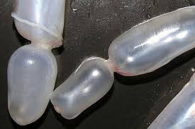 3. Bong bóng cá ngũ vị. Nguyên liệu: Bong bóng cá, hạt điều, lạp xưởng, ớt hành, tỏi, rượu mai quế lộ. Lạp xưởng, ớt thái lát; hành rửa sạch thái ngắn; bóng cá làm sạch thái nhỏ, rán vàng, vớt ra để ráo. Ảnh: Tamsugiadinh.vn.