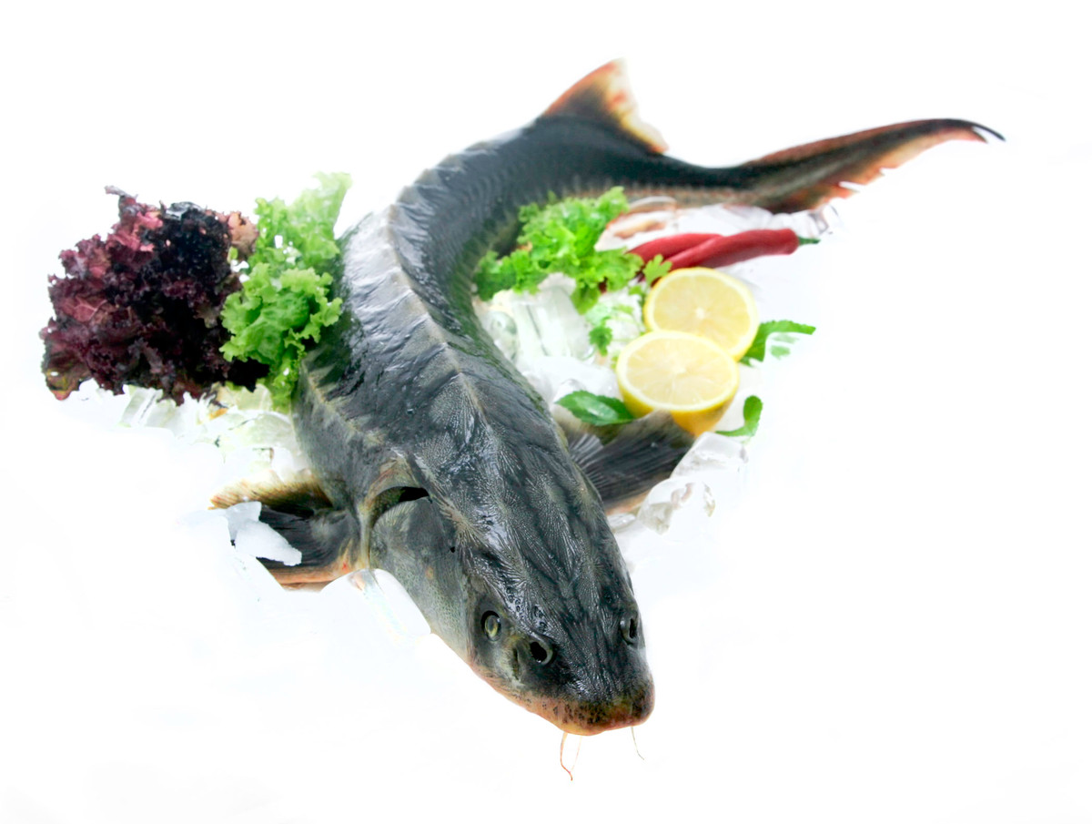 3. Cá tầm nấu canh thì là. Nguyên liệu: Cá tầm, cà chua, thì là, hành tím, tỏi, muối, bột ngọt, đường, tiêu, bún. Làm sạch cá và các nguyên liệu. Cá cắt khúc, rau thì là cắt nhỏ, cà chua thái lát nhỏ hoặc hạt lựu, hành tỏi băm nhỏ. Ảnh: catam.vn.