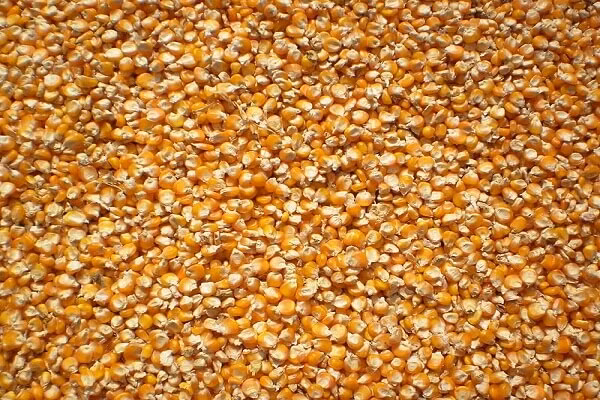 2. Bắp rang bơ cay. Nguyên liệu: Hạt bắp khô, bơ nhạt, muối, đường, ớt bột, sa tế. Cho bơ vào một chiếc nồi lòng sâu, đun lửa nhỏ đến khi bơ chảy thì cho hạt bắp vào đảo đều. Ảnh: Monngon.tv.