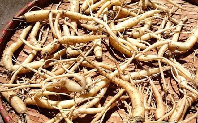 Đẳng sâm là một vị thuốc quý có tác dụng bồi dưỡng cơ thể, ích khí, hòa huyết, thông kinh mạch, giảm đau nhức, chữa suy nhược cơ thể, kinh nguyệt không đều, đau nhức mình mẩy. Ảnh: Cooky.vn.