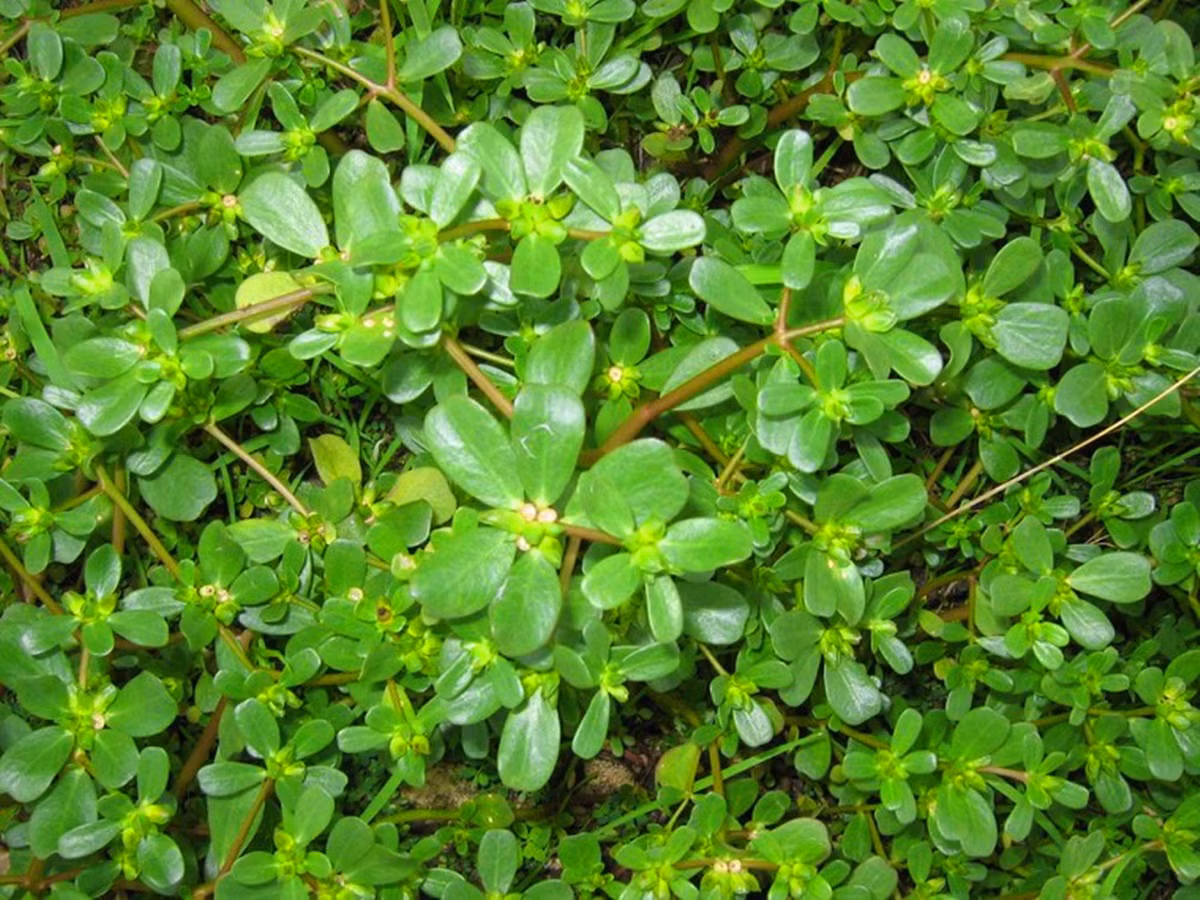 1. Rau sam đất: Dùng ngay 100 đến 200g rau sam đất giã nát, đun sôi lên rồi pha nước ấm để tắm cho con. Tuyệt đối không tráng lại người cho con bằng nước lã. Ảnh: webtretho.com.