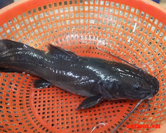 1. Cá lăng kho tộ. Nguyên liệu: Cá lăng, thịt ba chỉ, hành tím, ớt, tiêu, đường, nước mắm. Cá lăng rửa sạch, cắt khúc vừa ăn. Thịt ba chỉ rửa sạch rồi cắt miếng nhỏ. Ướp cá và thịt với một chút muối, đường, nước mắm, tiêu, ướp khoảng 15 đến 30 phút. Ảnh: catuoi.vn.