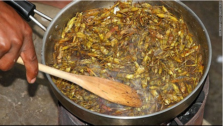 Cầm đầu châu chấu rút nhẹ, phần ruột bên trong sẽ theo đó ra luôn, bỏ đi. Tiếp tục vặt bỏ cánh và phần càng nhọn. Sau đó hòa tan muối với nước, rửa châu chấu vài lần cho sạch, tráng lại với nước lã. Ảnh: xaluan.com.