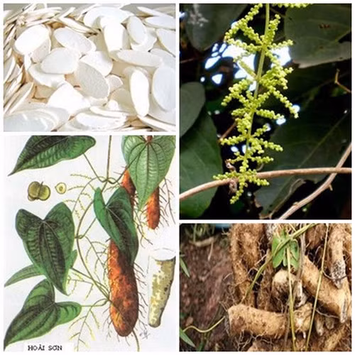 5. Hoài sơn viên nhục trinh với cá nước. Nguyên liệu: Sơn dược, long nhãn, cá nước. Dùng nước nóng làm sạch cá, bỏ ruột, sau đó cho sơn dược vào bụng cá hấp cách thủy cùng long nhãn, mỗi ngày ăn một lần. Công dụng: Trị âm dưỡng huyết, thanh nhiệt hóa thấp.