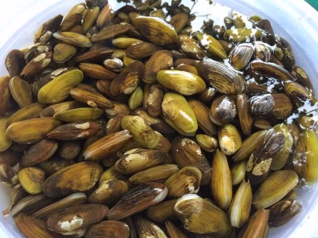 3. Chem chép xào húng quế. Nguyên liệu: Chem chép, tỏi, húng quế, gia vị. Rửa thật sạch chem chép. Trụng sơ chem chép có thể bớt vỏ chem chép. Cho đường, nước lạnh nấu tan đường rồi thêm nước mắm. Ảnh: baomoi.com.