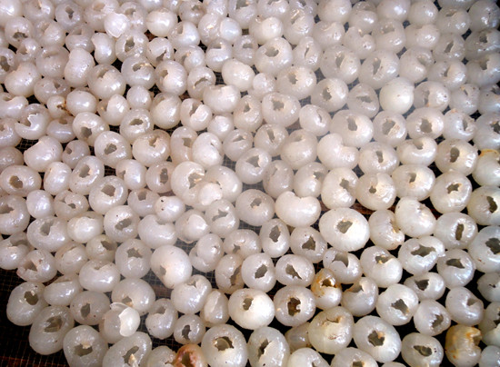 2. Long nhãn. Nguyên liệu: Nhãn cùi dày. Bóc vỏ, móc hạt. Long nhãn thành phẩm khi lấy hạt xong phải tròn múi và căng như lúc còn nguyên hạt. Rửa sạch và để ráo nước. Ảnh: v2.tuyengiaohungyen.vn.