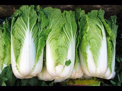 3. Kimchi Hàn Quốc. Nguyên liệu: Cây cải thảo, muối biển, củ cải trắng, cà rốt, hành lá, hẹ, tỏi, gừng, hành tây, nước mắm, táo, tôm muối, bột ớt, bột nếp, nước, đường nâu. Ảnh: youtube.vn.