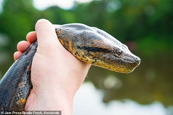 Phát hiện loài trăn Anaconda lớn nhất thế giới - Hình 4 Phat hien loai tran Anaconda lon nhat the gioi-Hinh-4