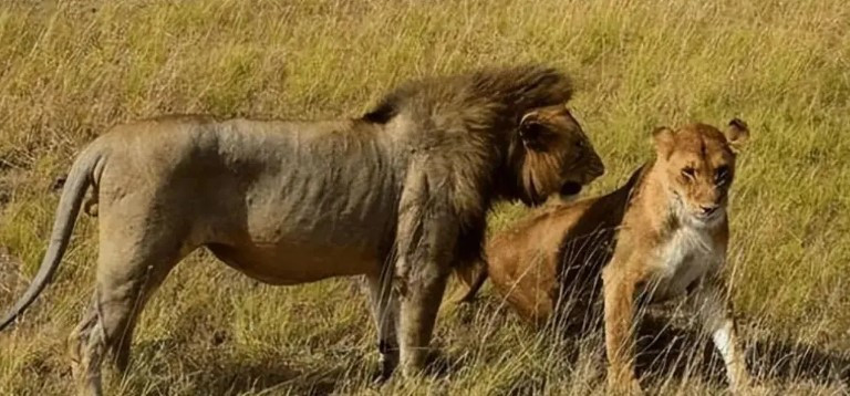 Tai sao dong vat duc lai chien dau quyet liet de giao phoi?-Hinh-3