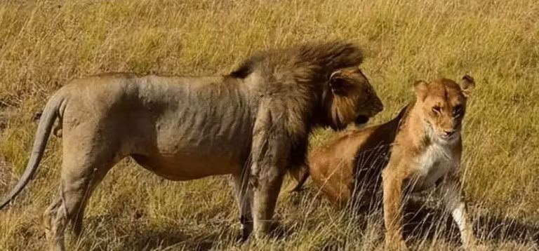 Tai sao dong vat duc lai chien dau quyet liet de giao phoi?-Hinh-3