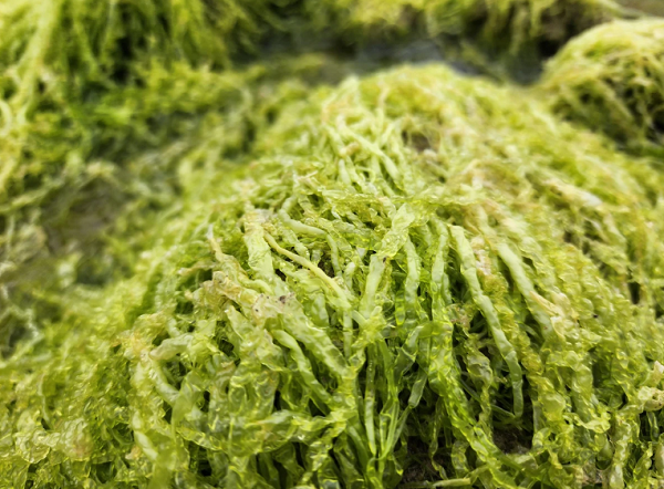 Thủy triều xuống, làm lộ ra những tảng đá 'khoác áo' rêu xanh mướt. Ảnh: MINH TRƯỜNG. 