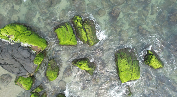 Hầu hết các tảng đá trên rạn đã được thay 'áo mới' bằng màu rêu xanh. Ảnh: MINH TRƯỜNG. 